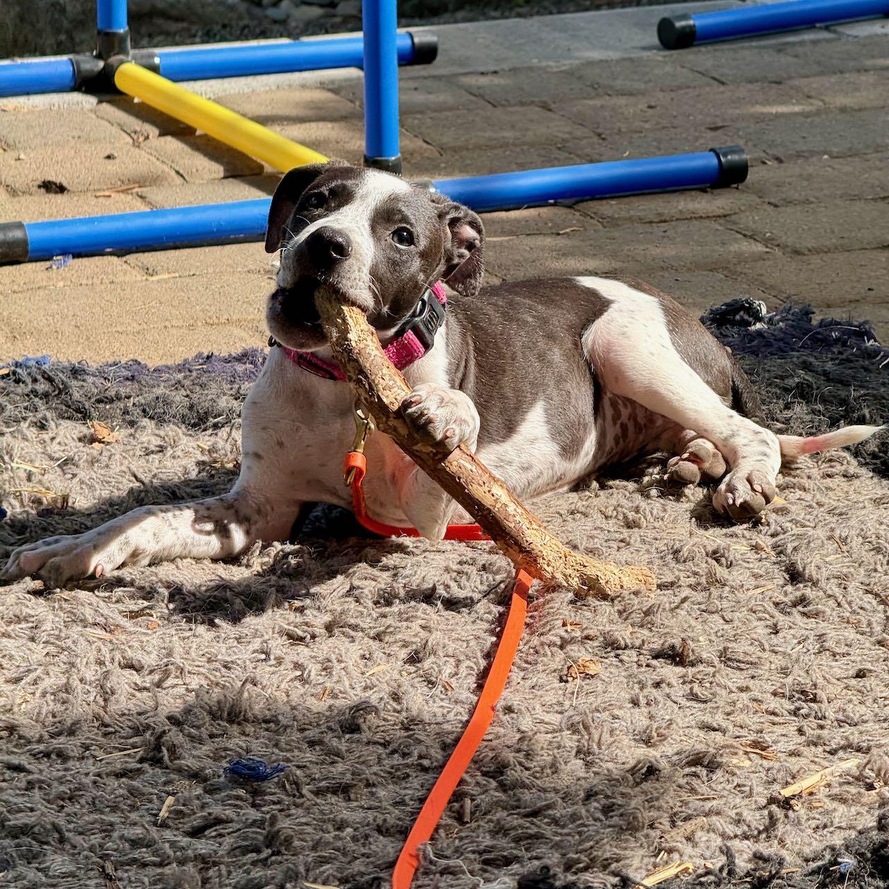 Enlarge Mercedes (Milwaukie, OR), a Adoptable mixed breed in Portland, OR image 6/6