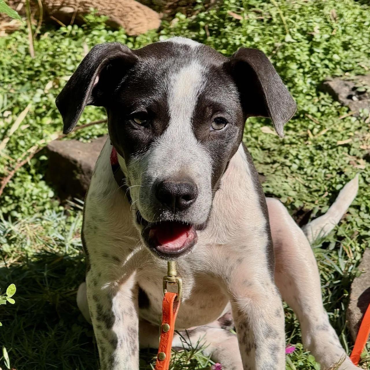 Enlarge Mercedes (Milwaukie, OR), a Adoptable mixed breed in Portland, OR image 4/6