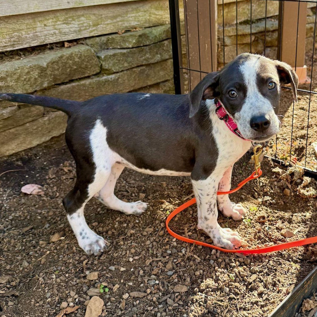 Mercedes (Milwaukie, OR), Adoptable, Puppy Female Australian Cattle Dog / Blue Heeler & Cattle Dog.