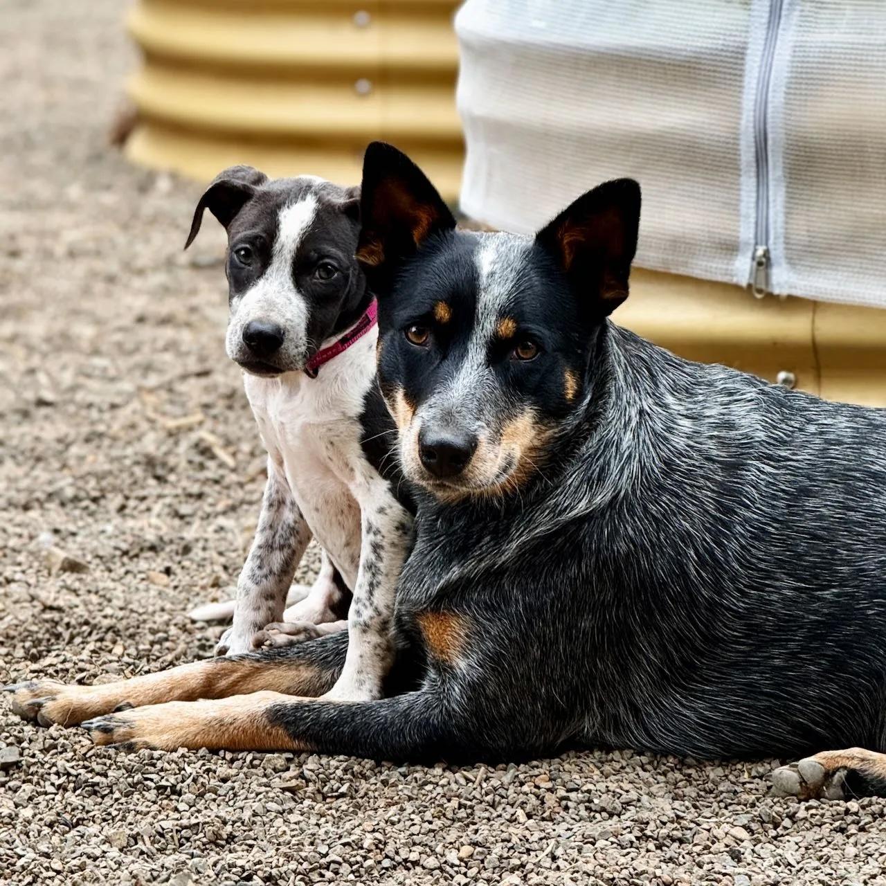 Enlarge Mercedes (Milwaukie, OR), a Adoptable mixed breed in Portland, OR image 2/6