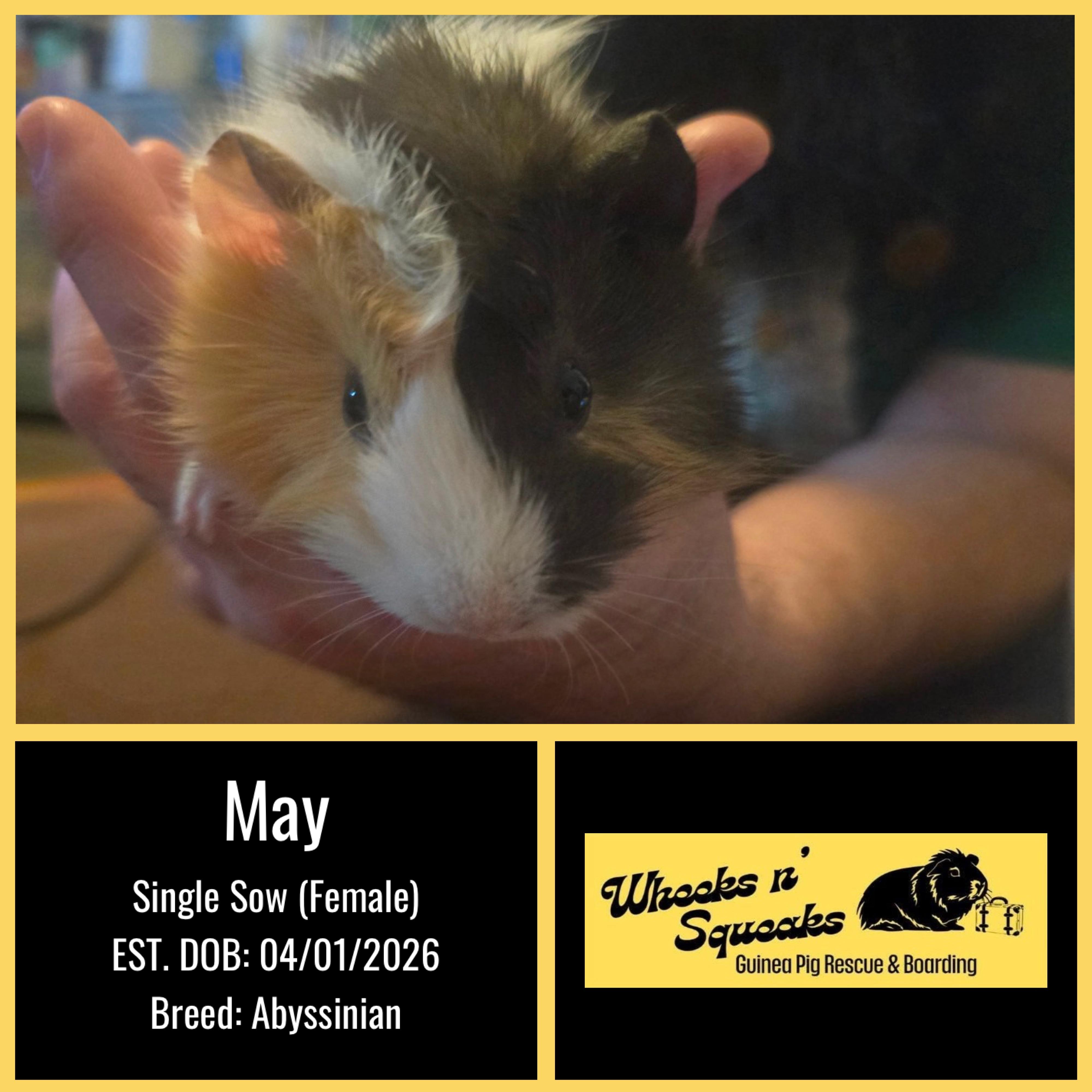 May, a Adoptable Abyssinian in Phoenix, AZ image 1/2