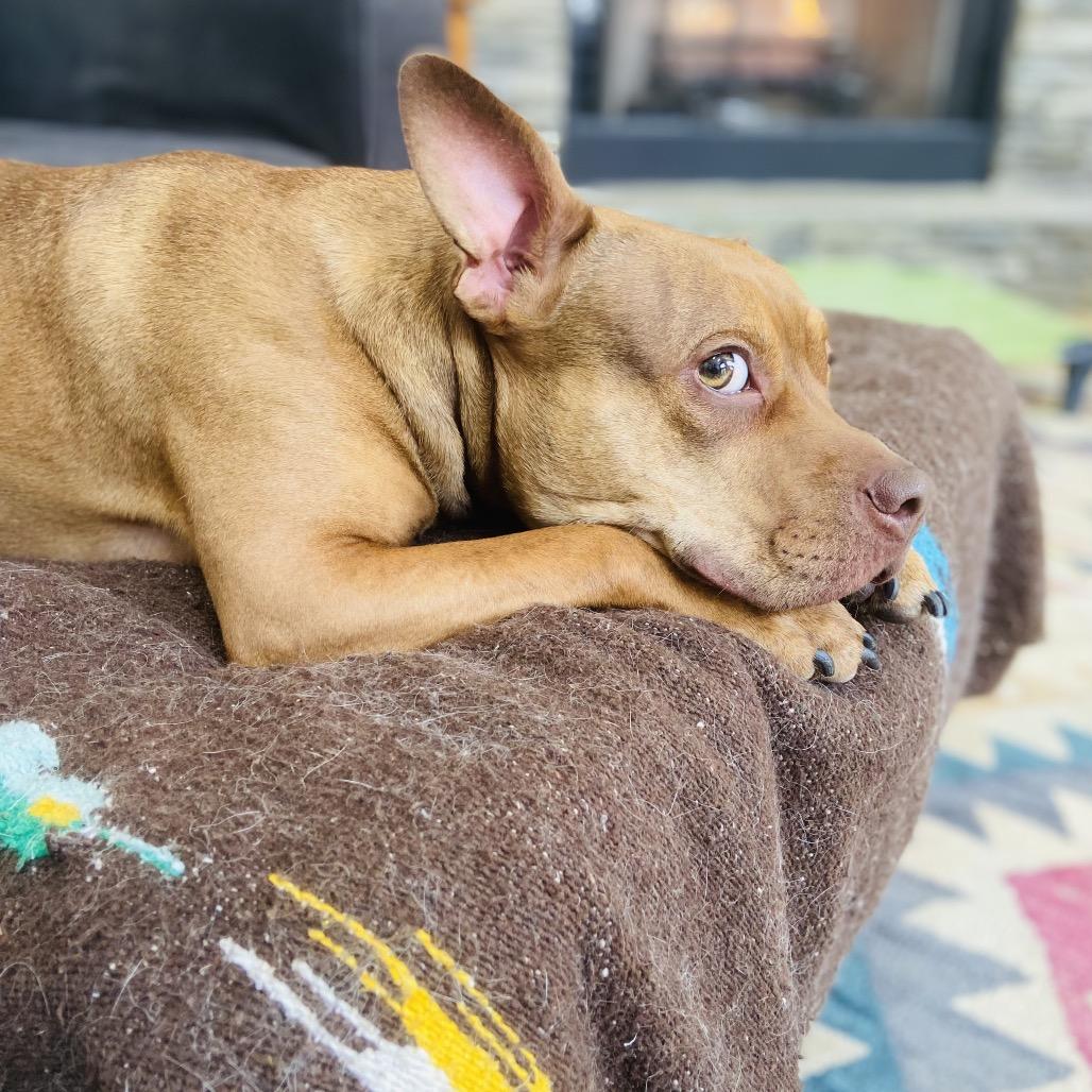 Wilma, Adoptable, Adult Female Boston Terrier & Mixed Breed.