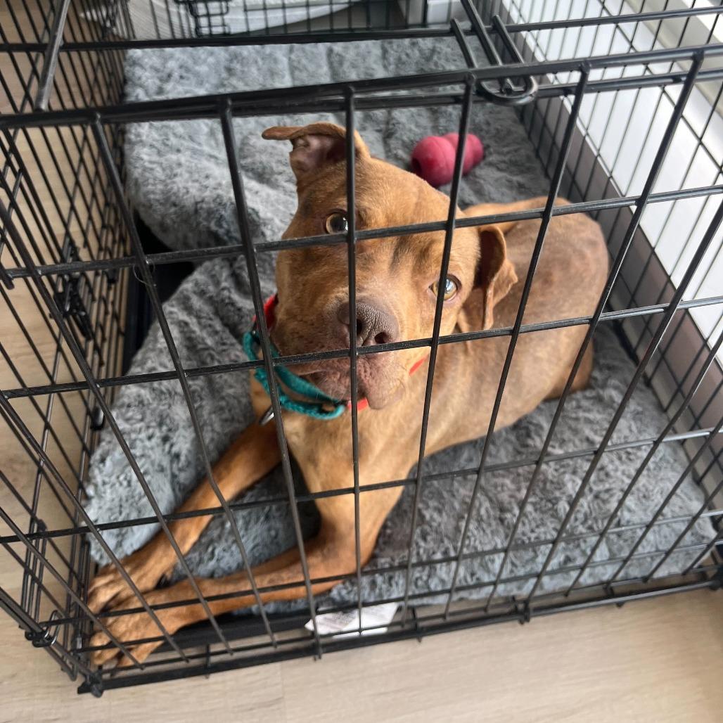 Wilma, Adoptable, Adult Female Boston Terrier & Mixed Breed.