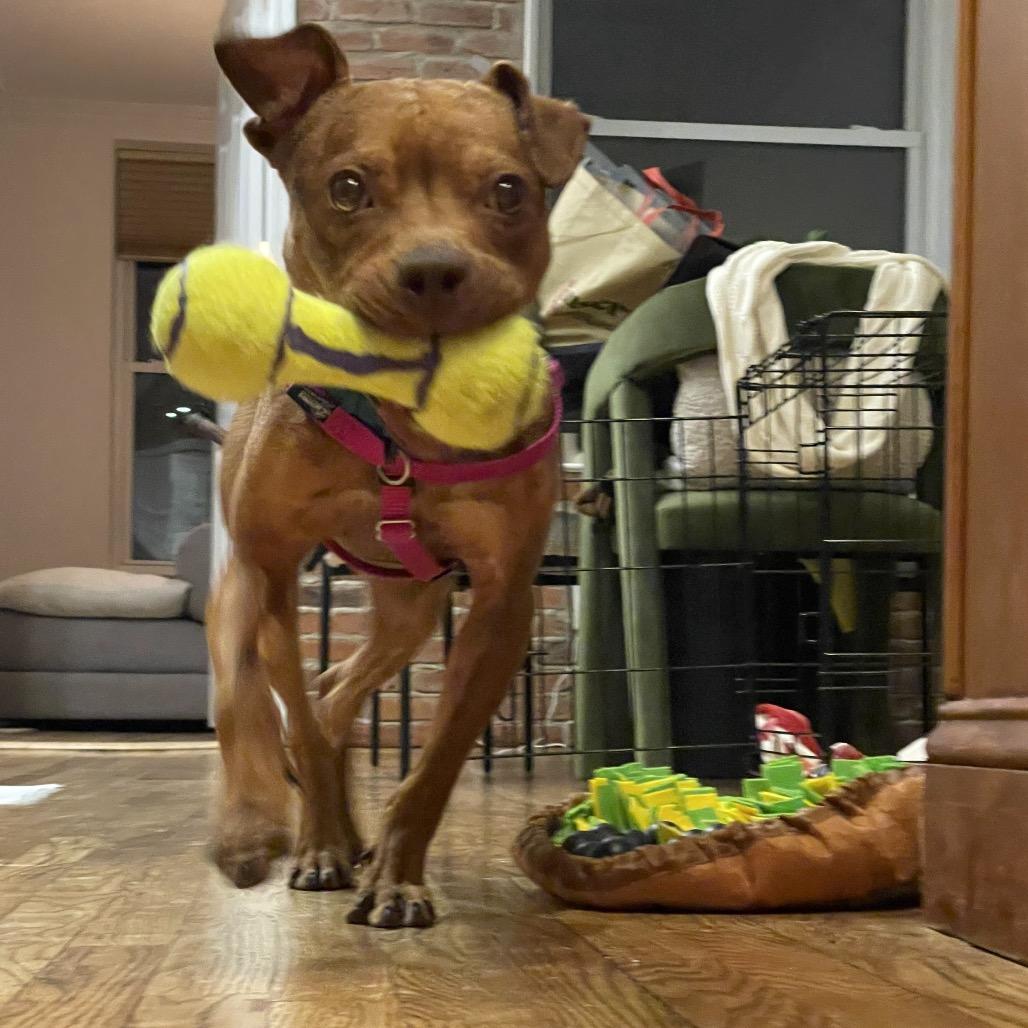 Wilma, Adoptable, Adult Female Boston Terrier & Mixed Breed.