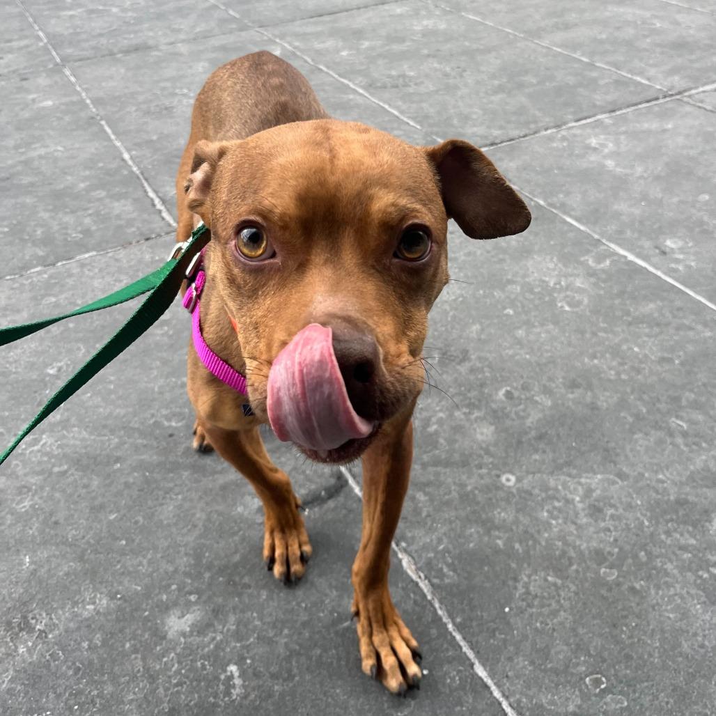 Enlarge Wilma, a Adoptable mixed breed in Jersey City, NJ image 2/6