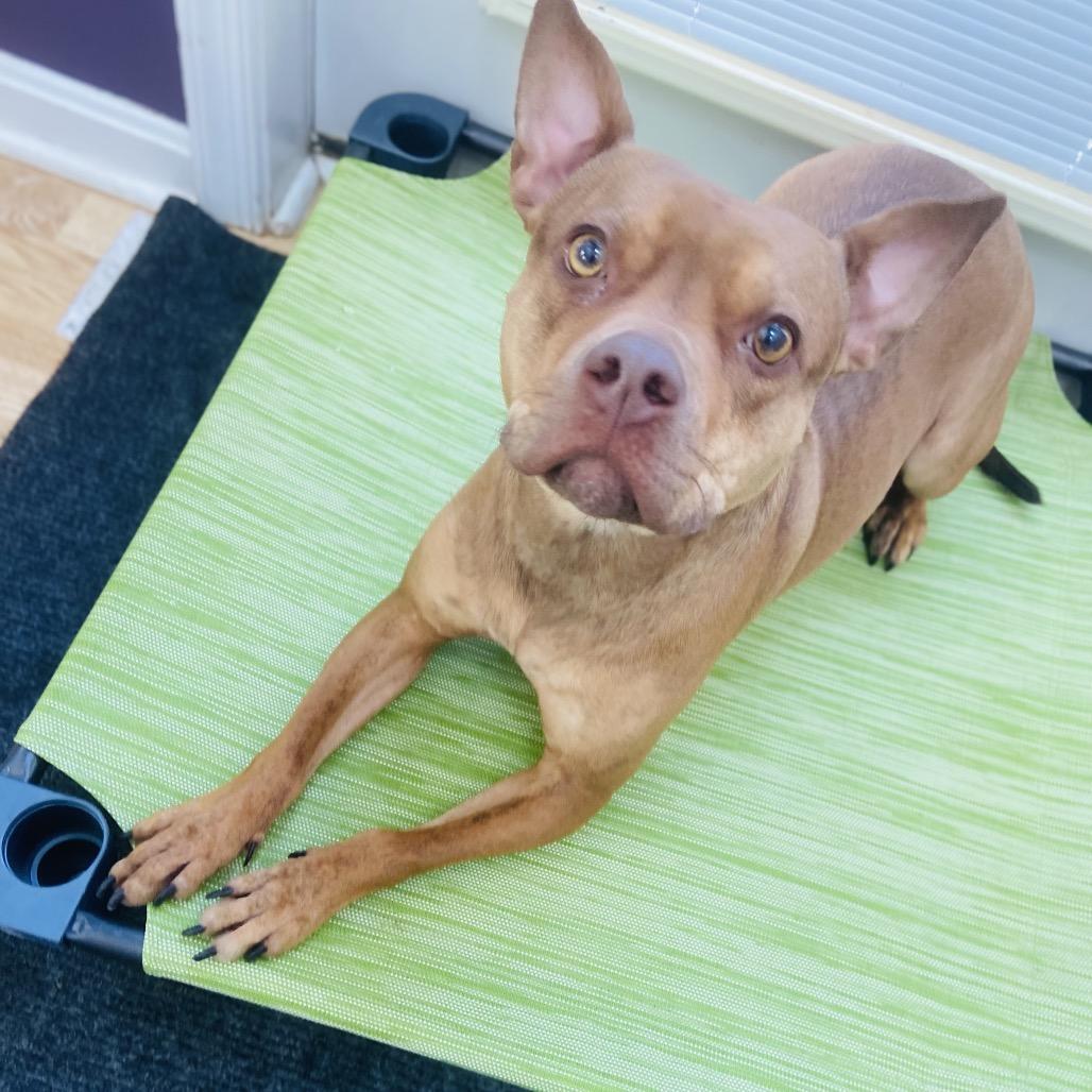 Enlarge Wilma, a Adoptable mixed breed in Jersey City, NJ image 2/6