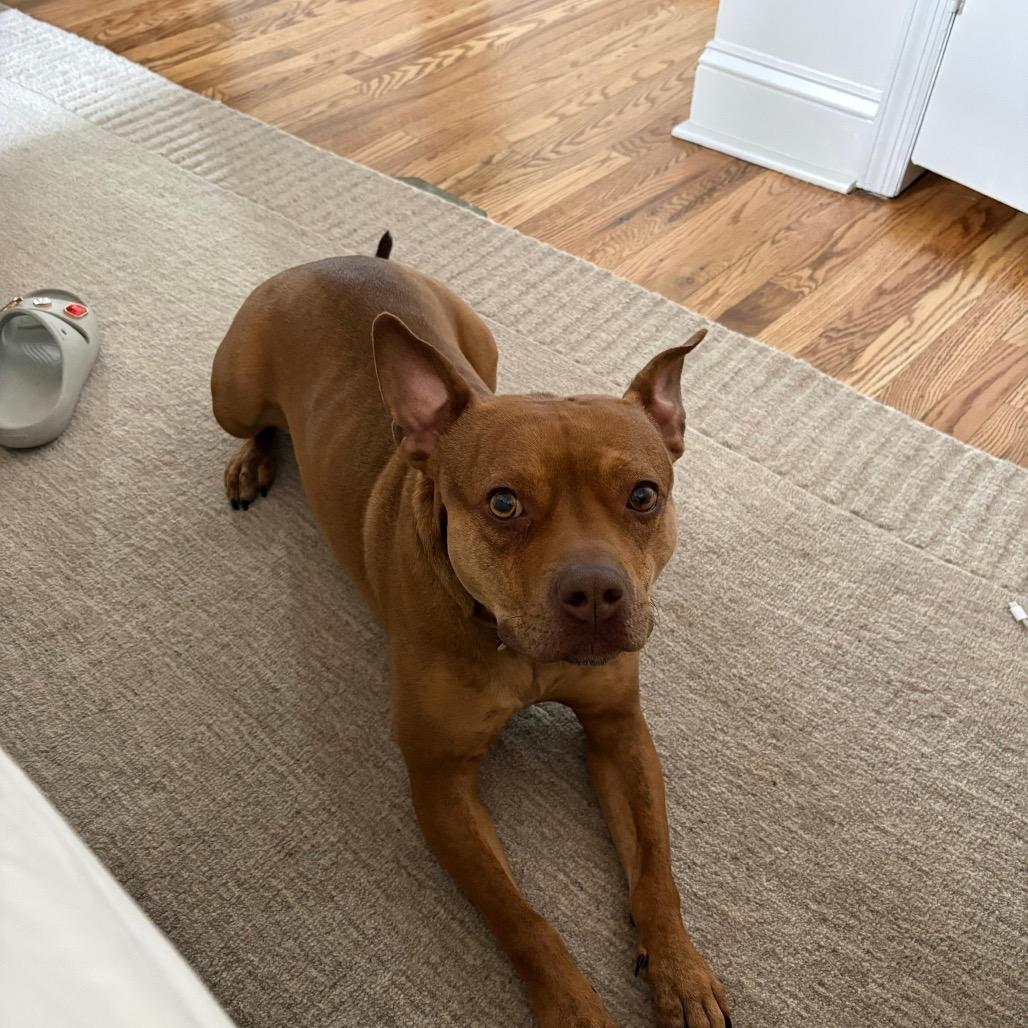 Enlarge Wilma, a Adoptable mixed breed in Jersey City, NJ image 3/6