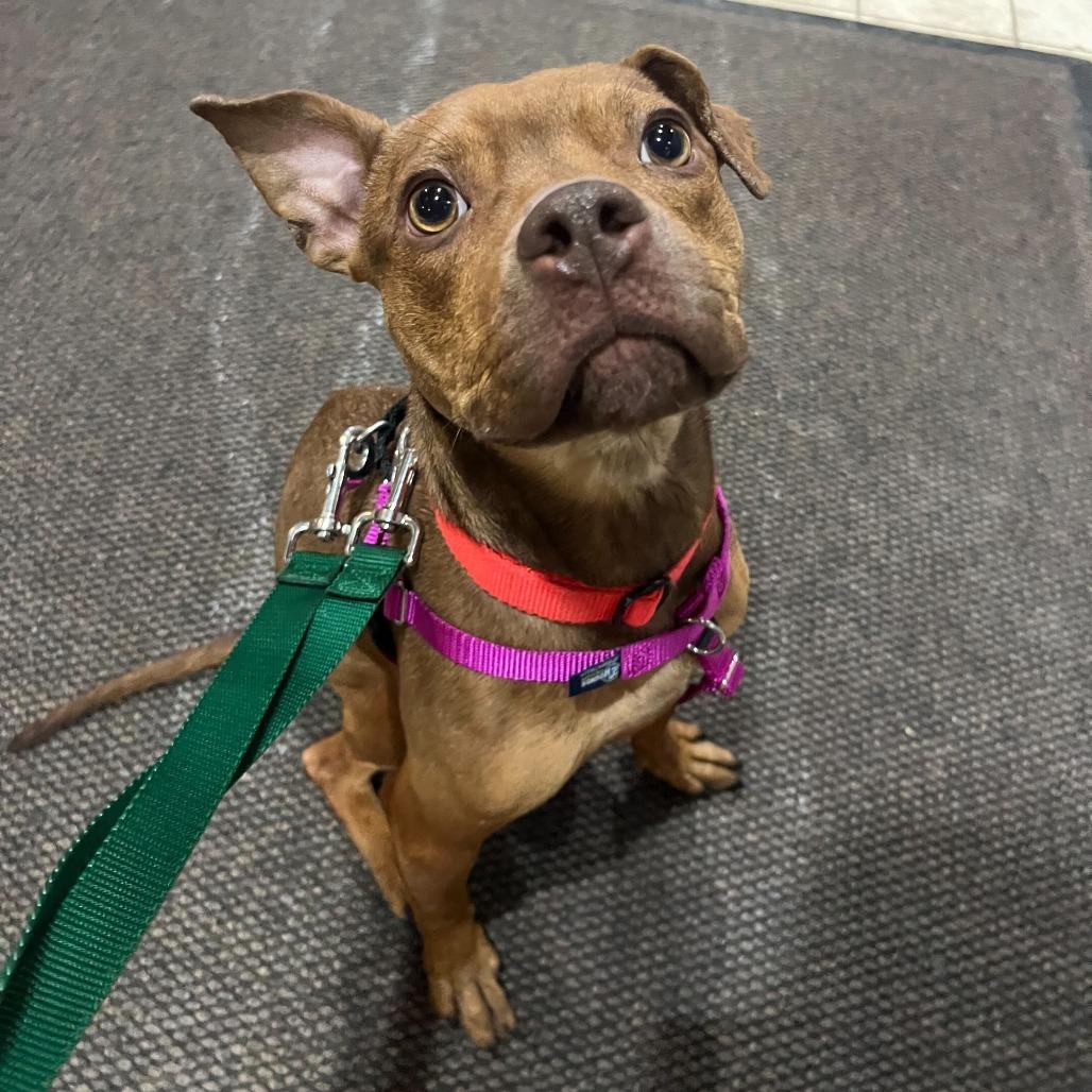 Enlarge Wilma, a Adoptable mixed breed in Jersey City, NJ image 3/6