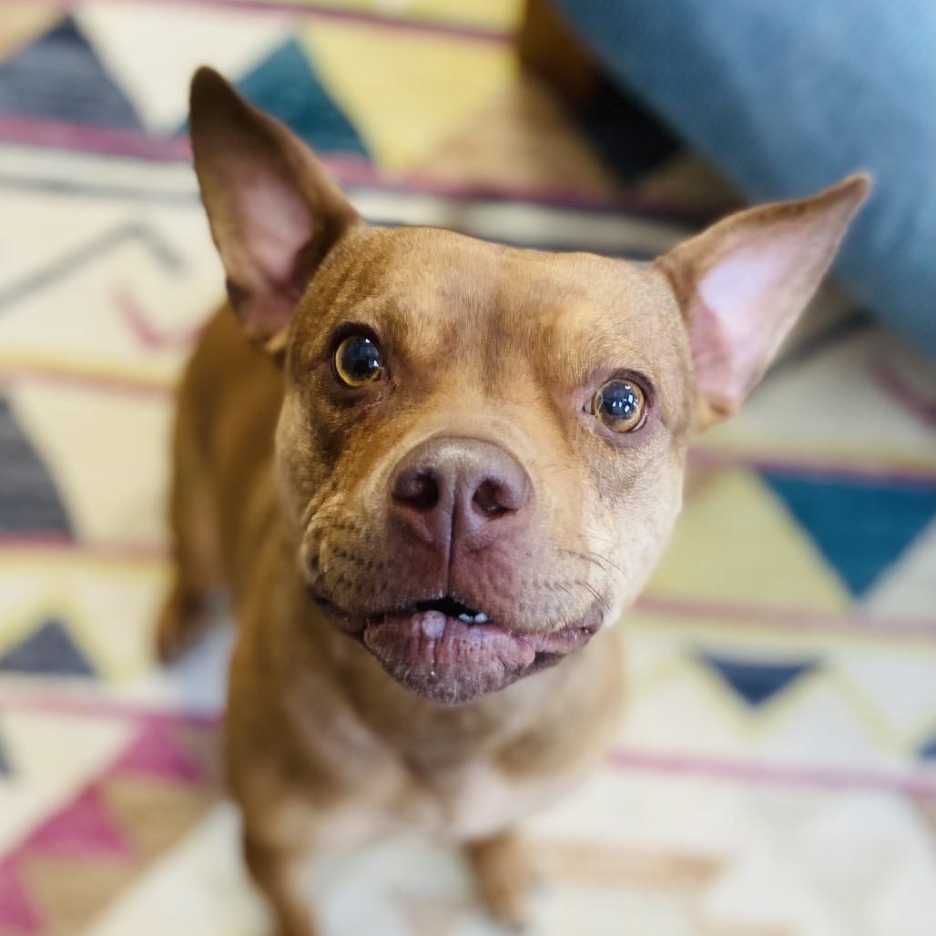 Enlarge Wilma, a Adoptable mixed breed in Jersey City, NJ image 4/6