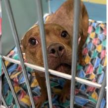 Enlarge Wilma, a Adoptable mixed breed in Jersey City, NJ image 4/6