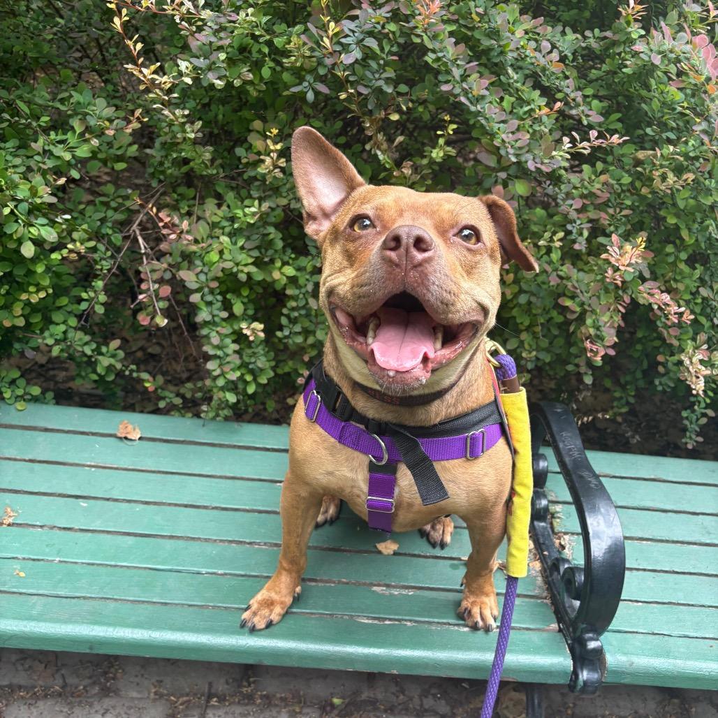 Wilma, a Adoptable mixed breed in Jersey City, NJ image 5/6