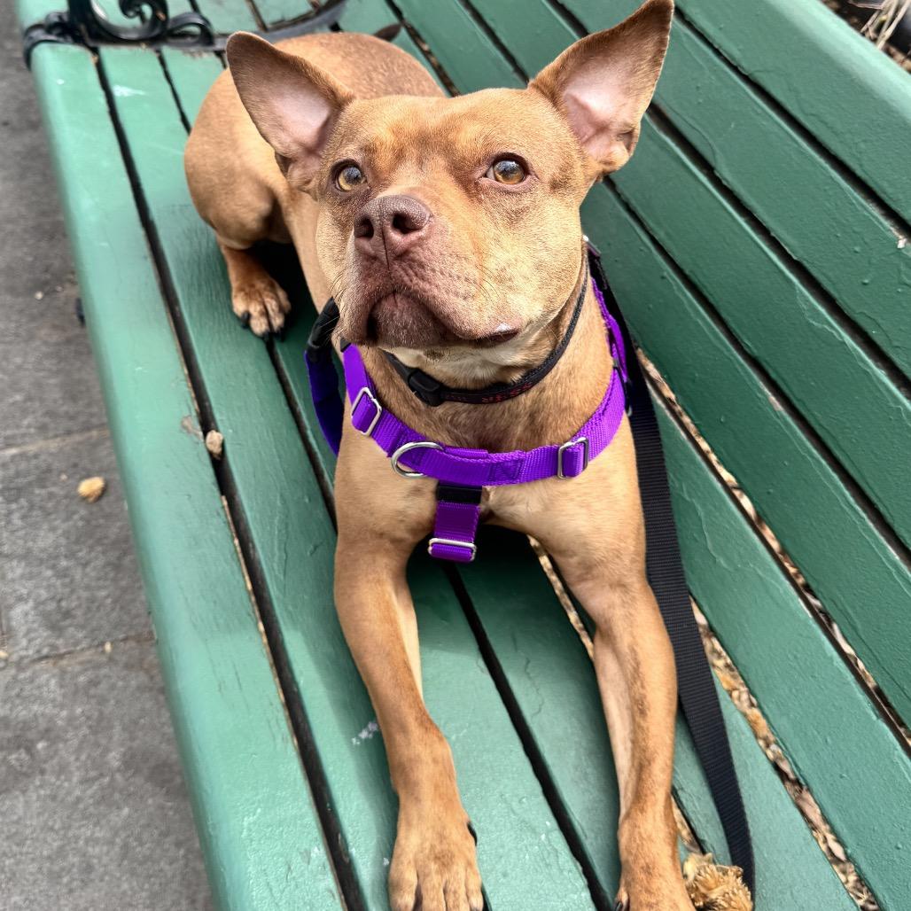 Enlarge Wilma, a Adoptable mixed breed in Jersey City, NJ image 5/6