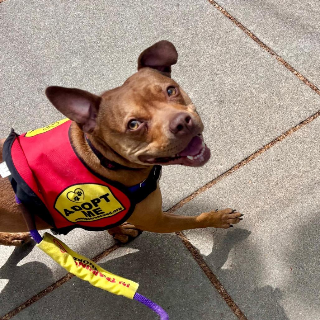Enlarge Wilma, a Adopted mixed breed in Jersey City, NJ image 5/6