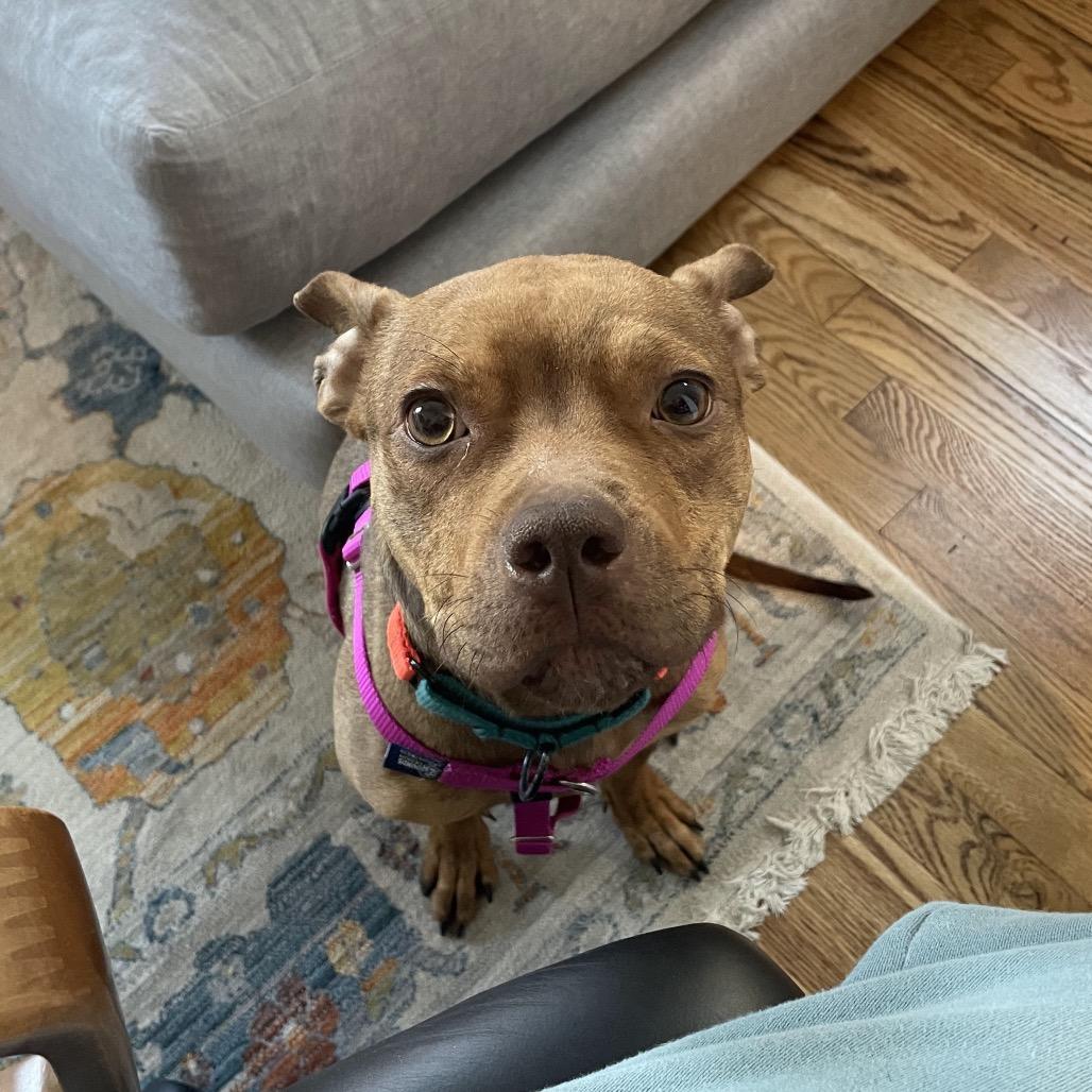 Enlarge Wilma, a Adoptable mixed breed in Jersey City, NJ image 6/6