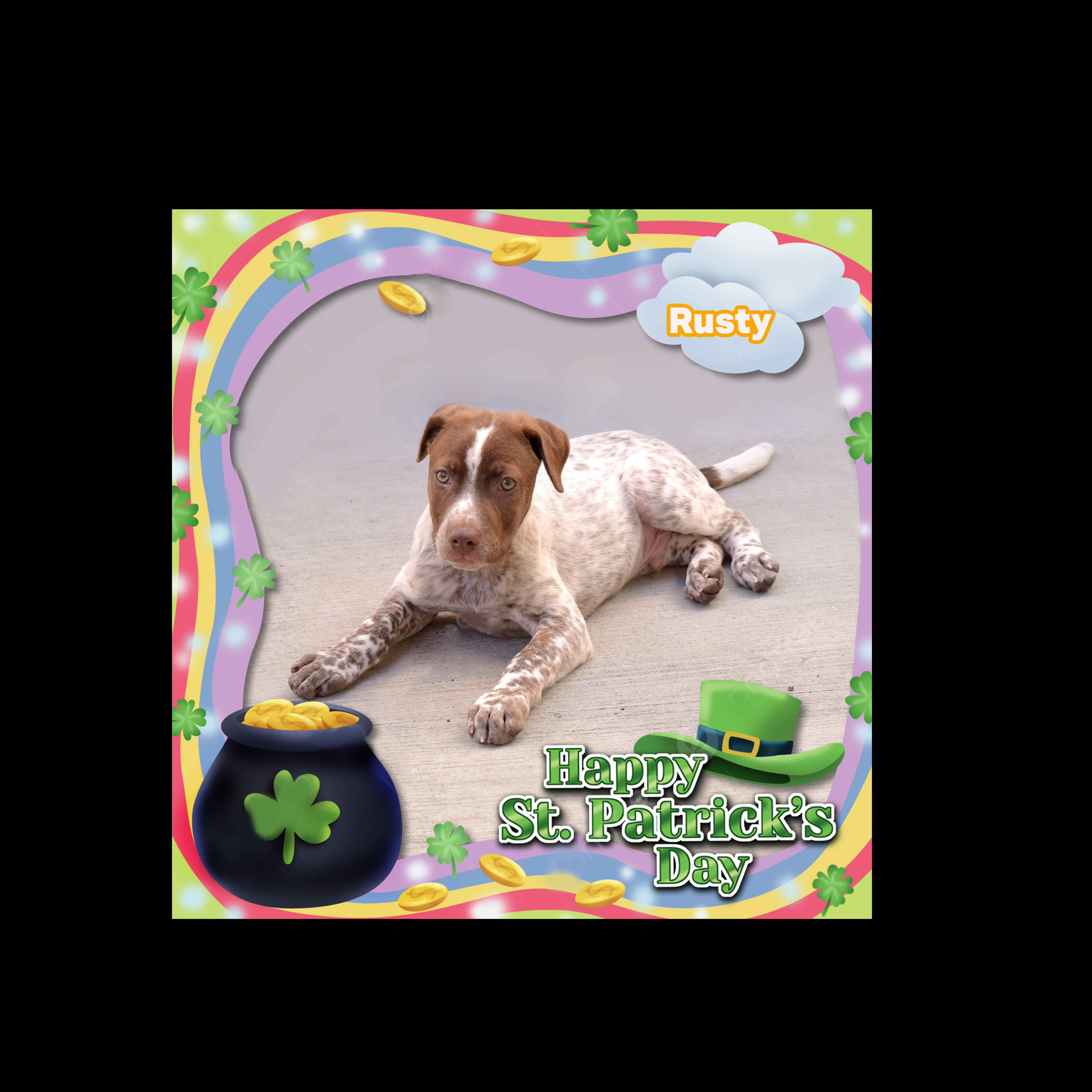 Enlarge Rusty, a ADOPTABLE mixed breed in Van Nuys, CA image 1/1