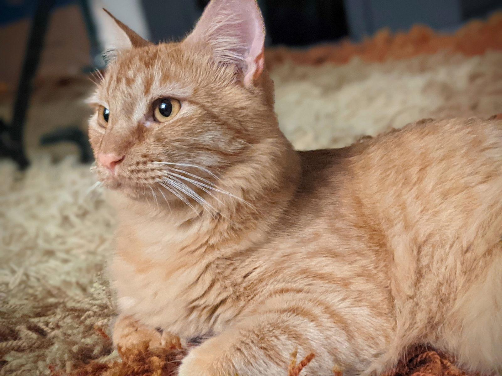 Enlarge Hercules, a Adoptable mixed breed in Riverside, CA image 1/3