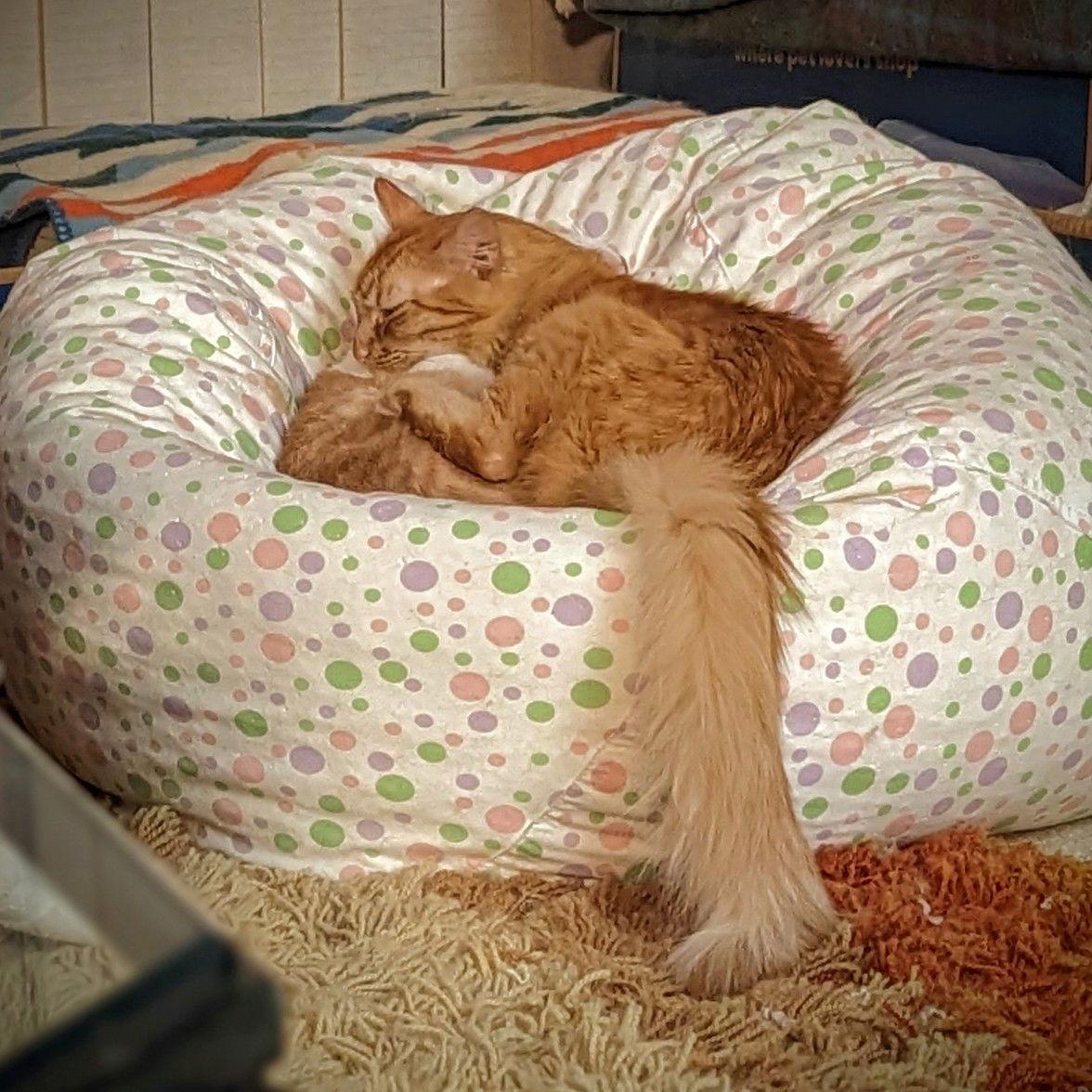 Enlarge Hercules, a Adoptable mixed breed in Riverside, CA image 2/3