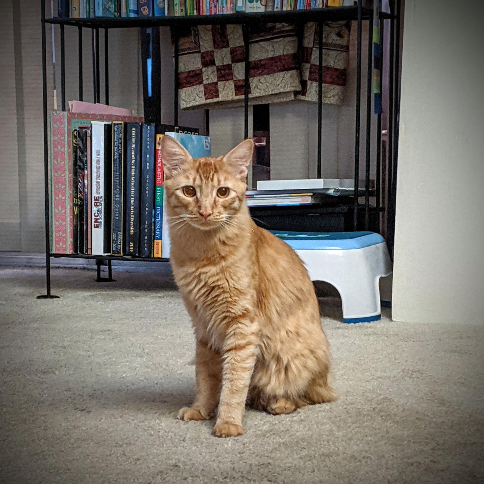 Enlarge Hercules, a Adoptable mixed breed in Riverside, CA image 3/3