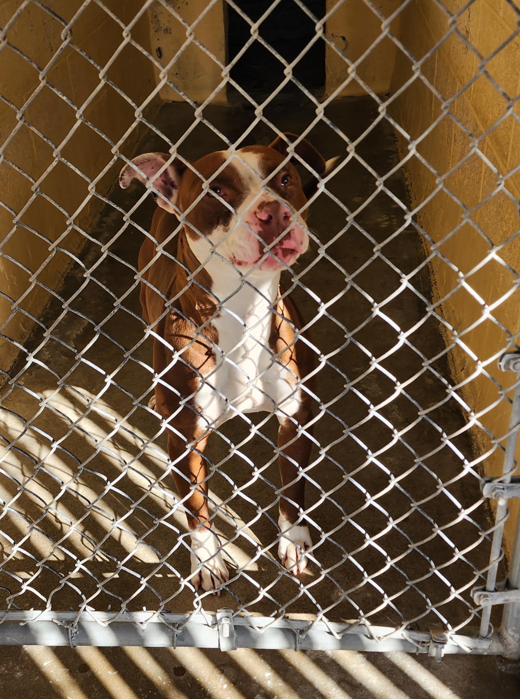 26-27, ADOPTABLE, Adult Female Pit Bull Terrier.