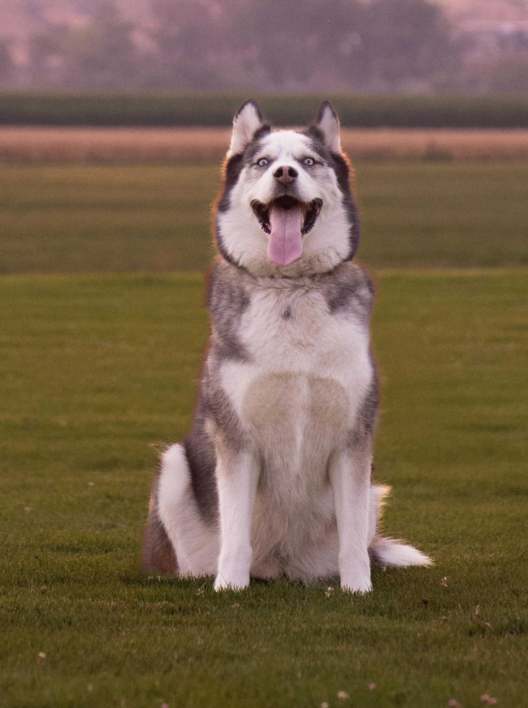 Ares, Adoptable, Adult Male Siberian Husky.