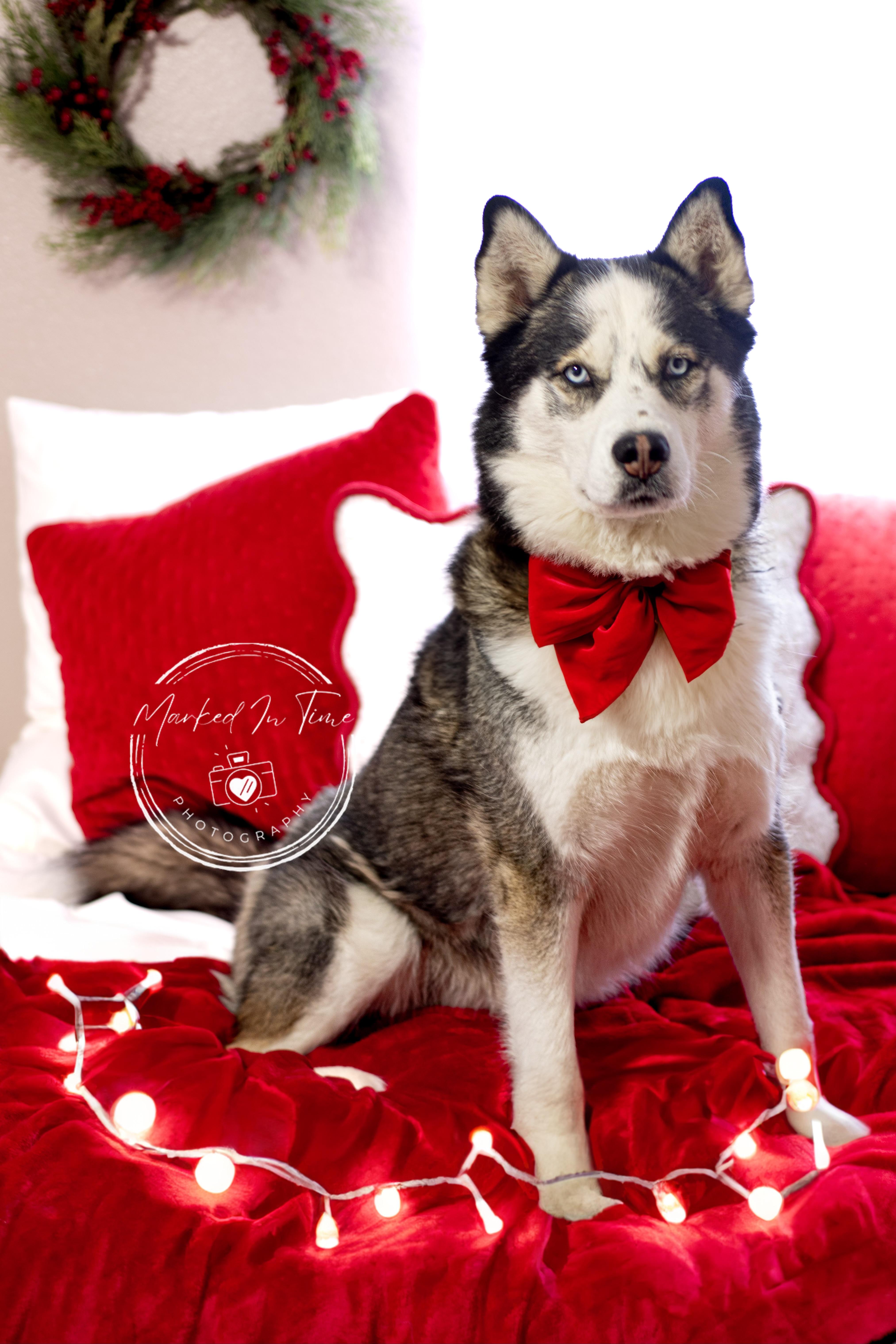 Ares, a Adoptable Siberian Husky in Boise, ID image 3/6