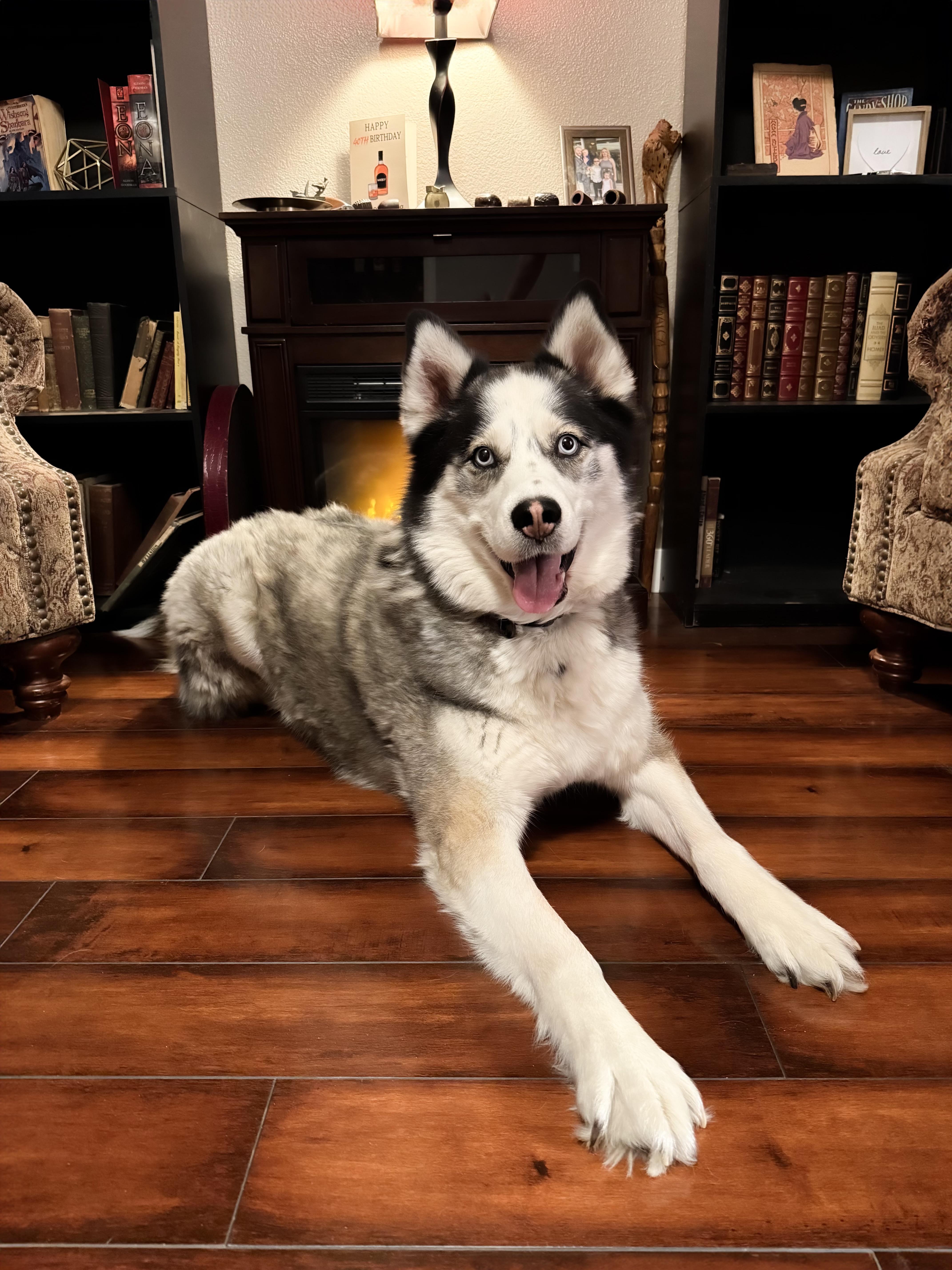 Enlarge Ares, a Adoptable Siberian Husky in Boise, ID image 5/6