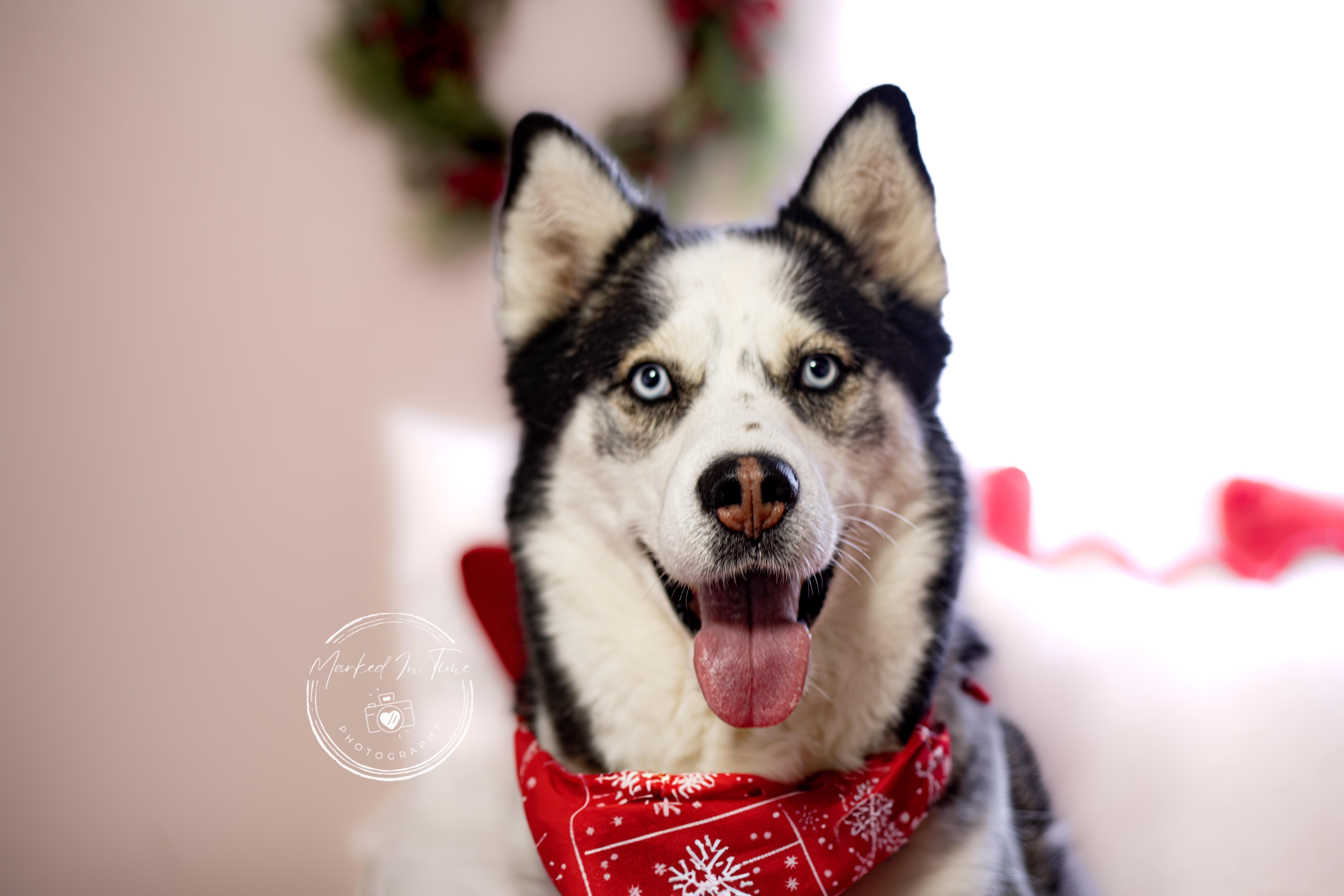 Ares, a Adoptable Siberian Husky in Boise, ID image 5/6