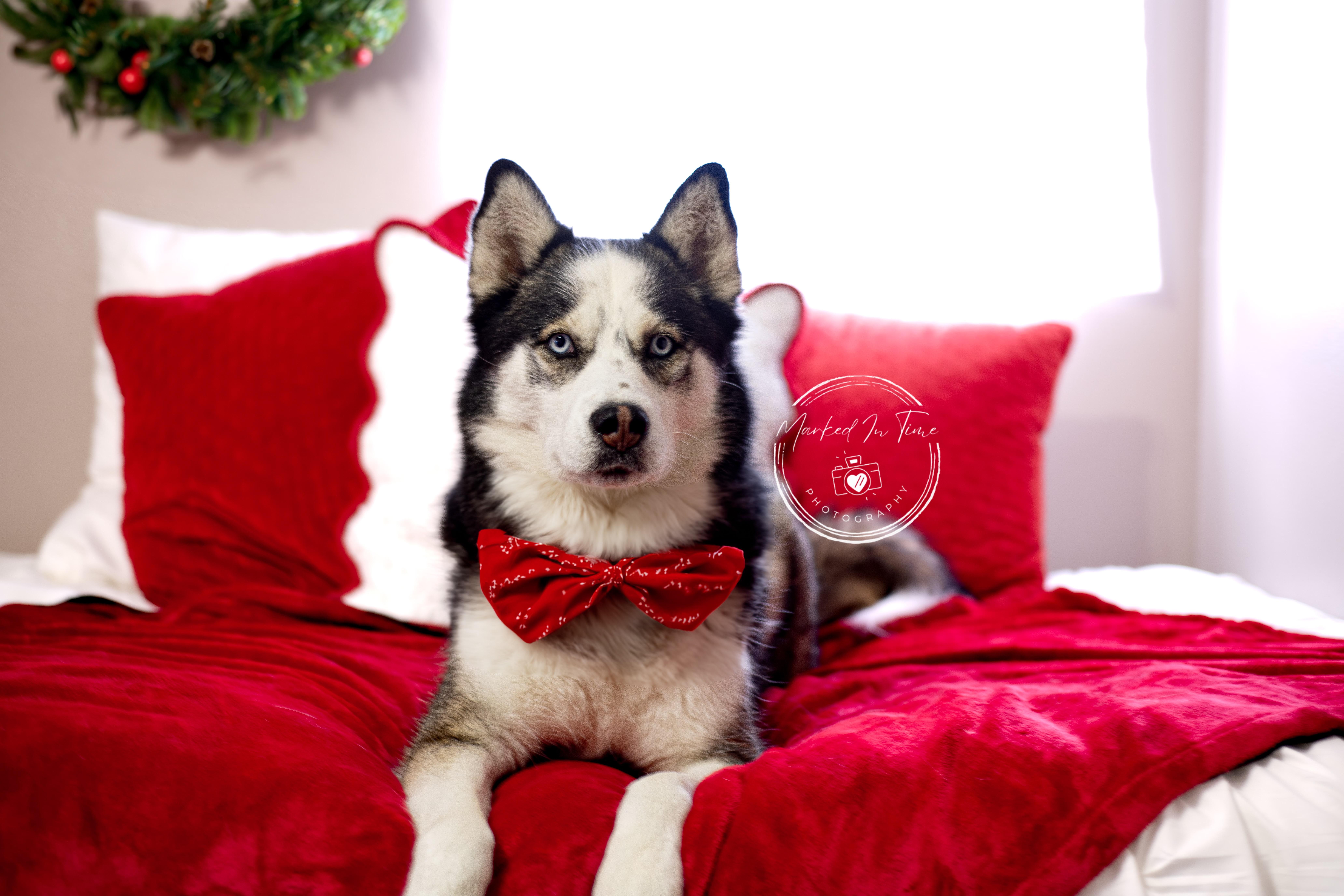 Ares, a Adoptable Siberian Husky in Boise, ID image 6/6