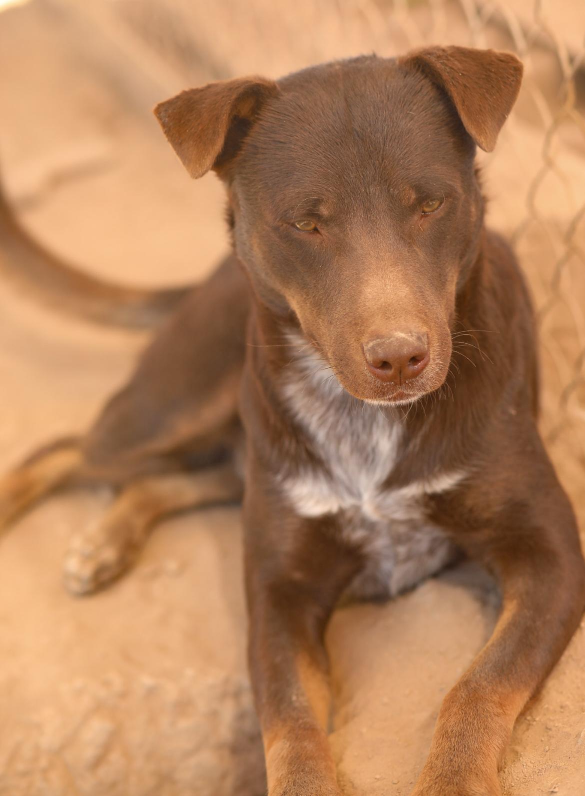 Choco, a ADOPTABLE mixed breed in Casa Grande, AZ image 2/2