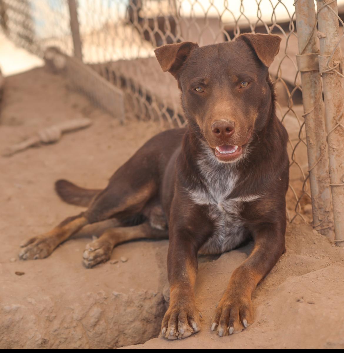 Choco, ADOPTABLE, Young Male Chocolate Labrador Retriever.