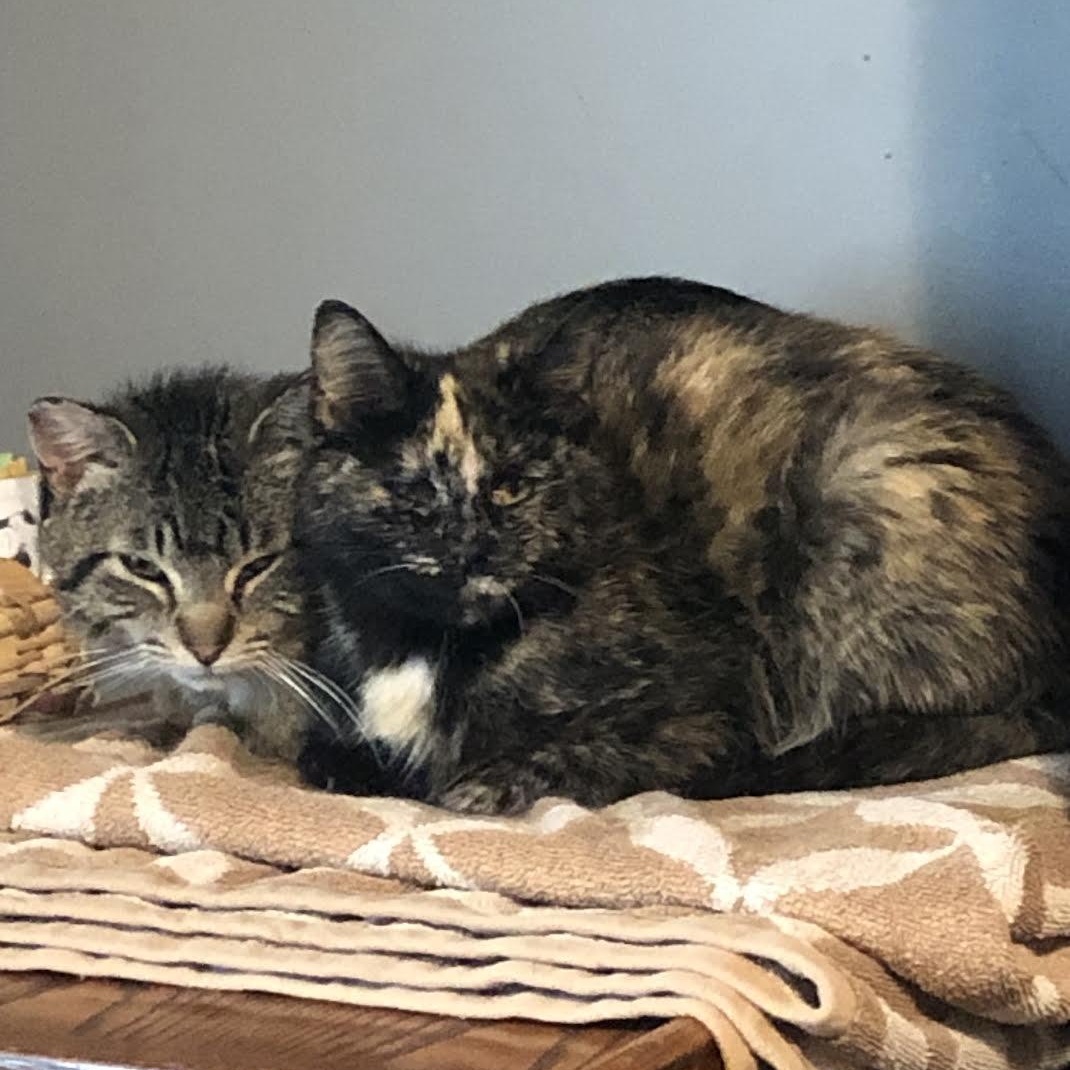 Kirby & Katie (Bonded Pair)