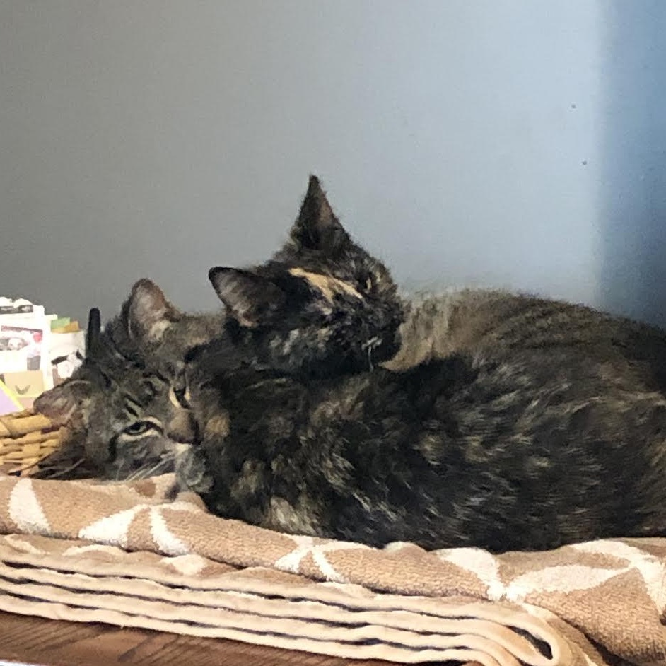 Kirby & Katie (Bonded Pair), Adoptable, Adult Female Domestic Medium Hair.