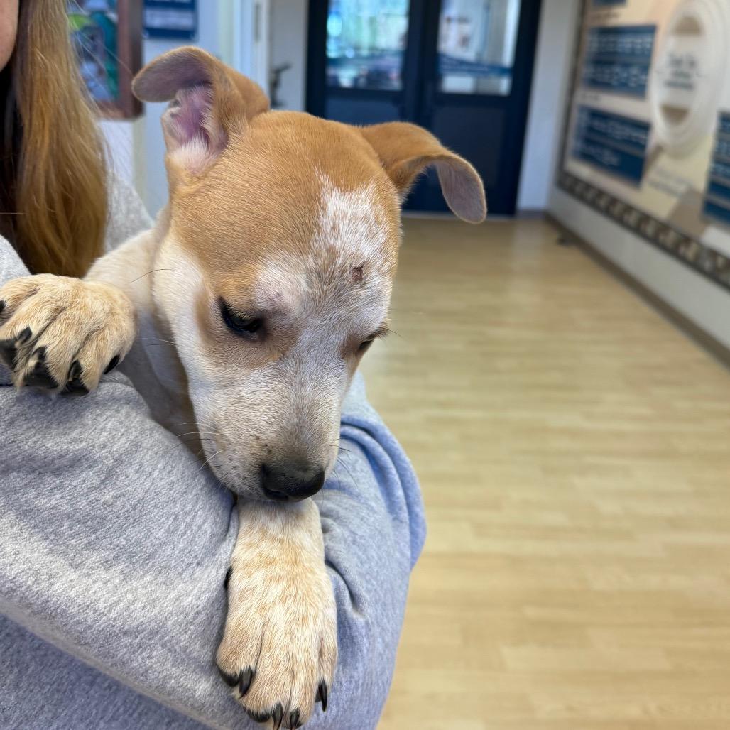Echo Ray, Adoptable, Puppy Male Cattle Dog.