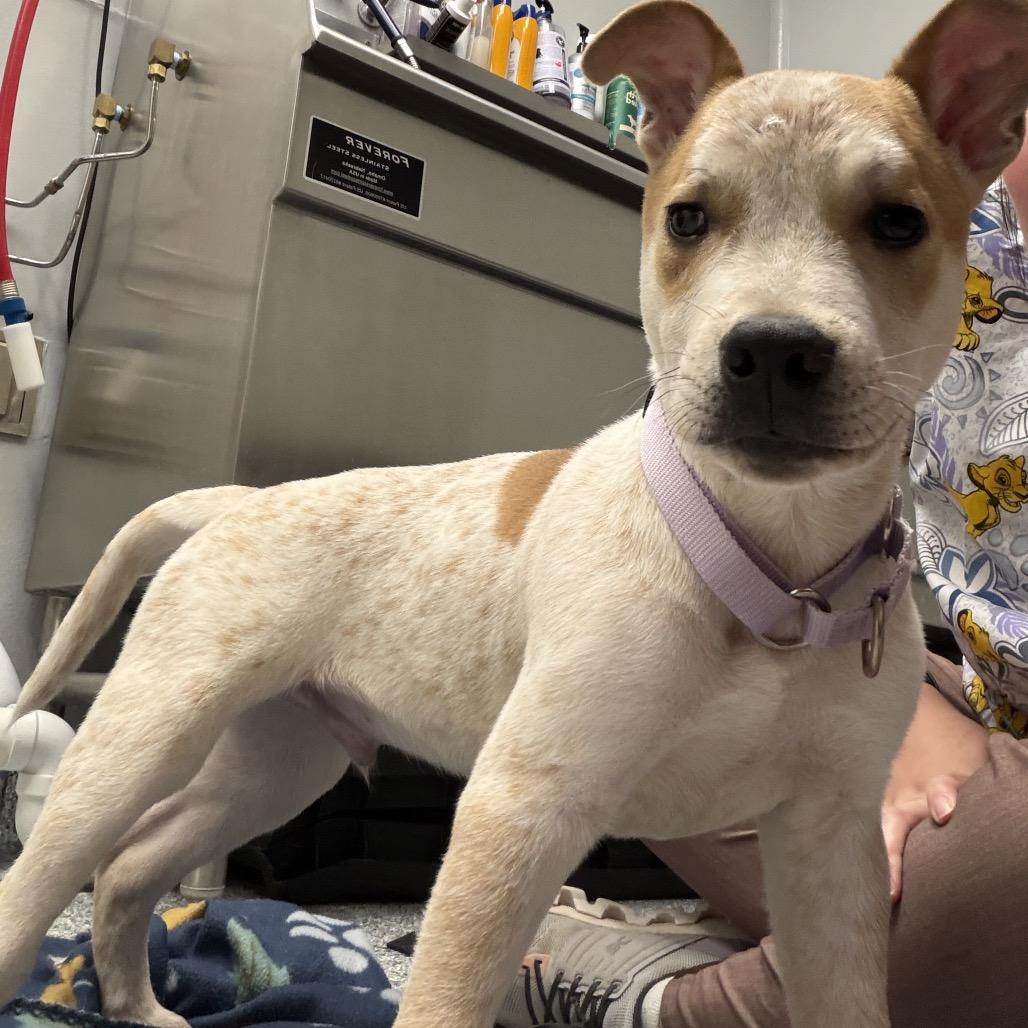 Enlarge Echo Ray, a Adoptable Cattle Dog in Great Falls, MT image 2/6