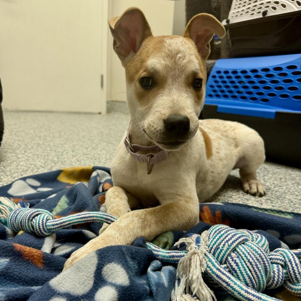Enlarge Echo Ray, a Adoptable Cattle Dog in Great Falls, MT image 3/6