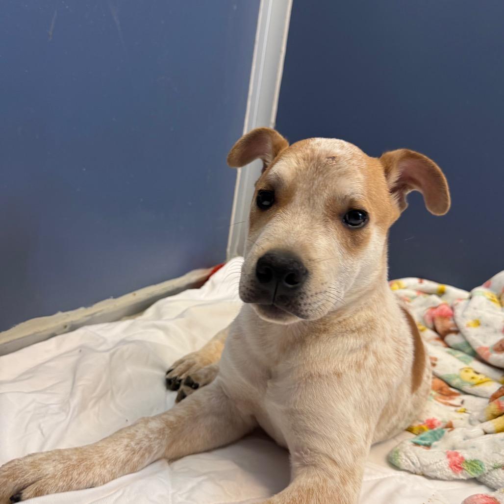 Enlarge Echo Ray, a Adoptable Cattle Dog in Great Falls, MT image 4/6