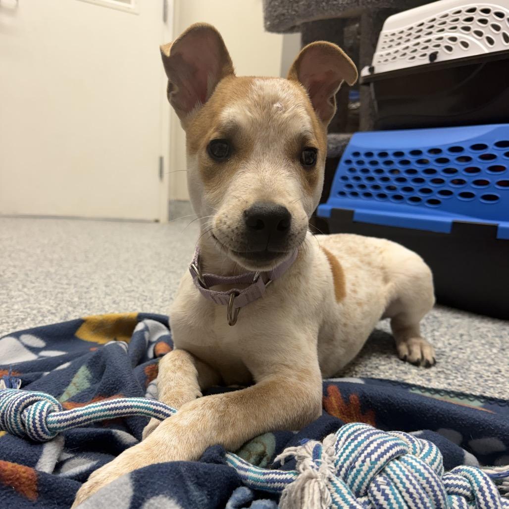 Enlarge Echo Ray, a Adoptable Cattle Dog in Great Falls, MT image 5/6