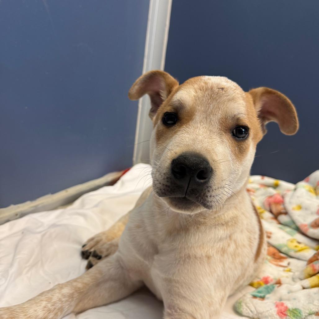 Enlarge Echo Ray, a Adoptable Cattle Dog in Great Falls, MT image 6/6