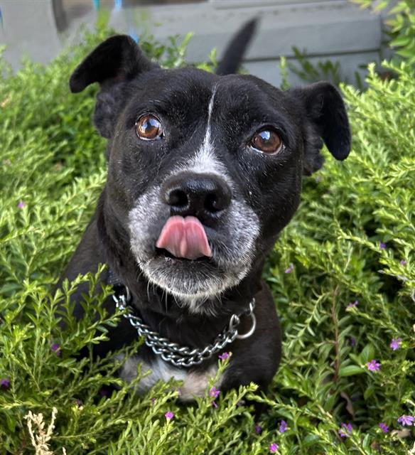 MARLEY, Adoptable, Adult Male Chihuahua & Dachshund.