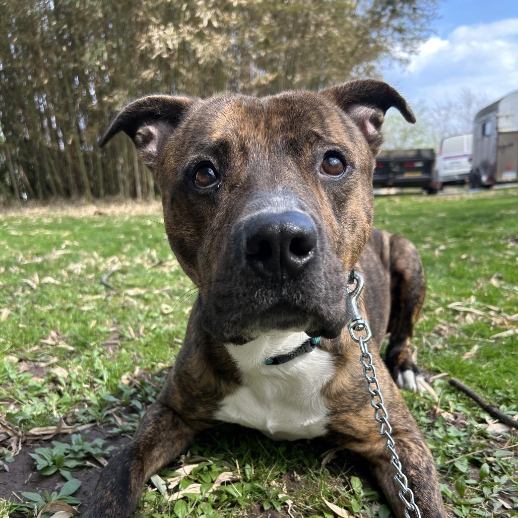 Cobra, Adoptable, Adult Male Mixed Breed.