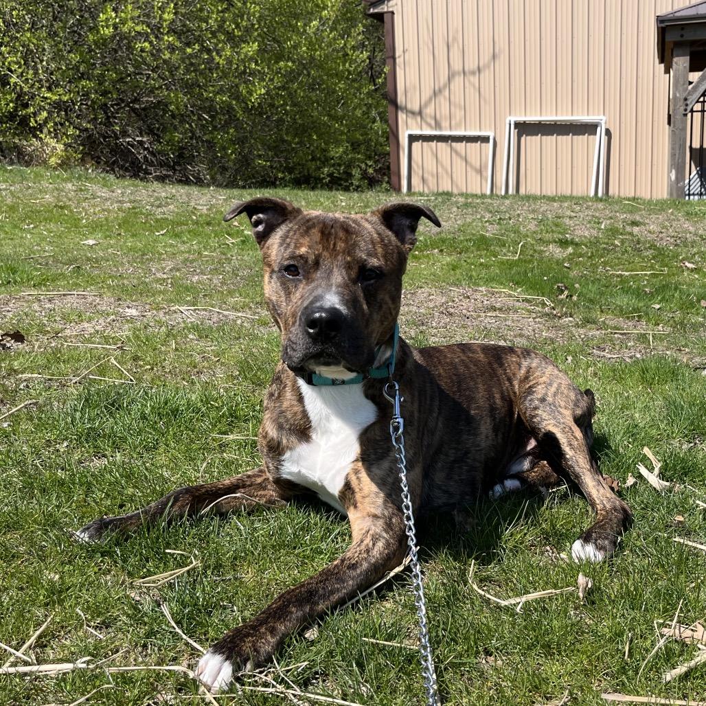 Enlarge Cobra, a Adoptable mixed breed in Birdsboro, PA image 2/4