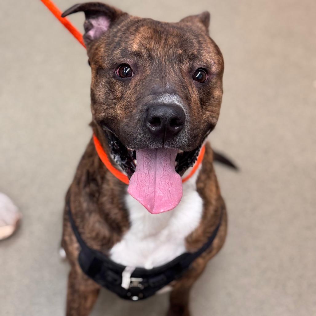 Enlarge Cobra, a Adoptable mixed breed in Birdsboro, PA image 3/4