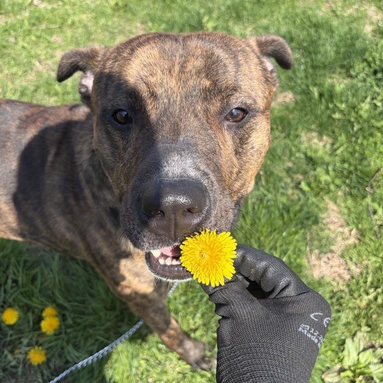 Enlarge Cobra, a Adoptable mixed breed in Birdsboro, PA image 4/4