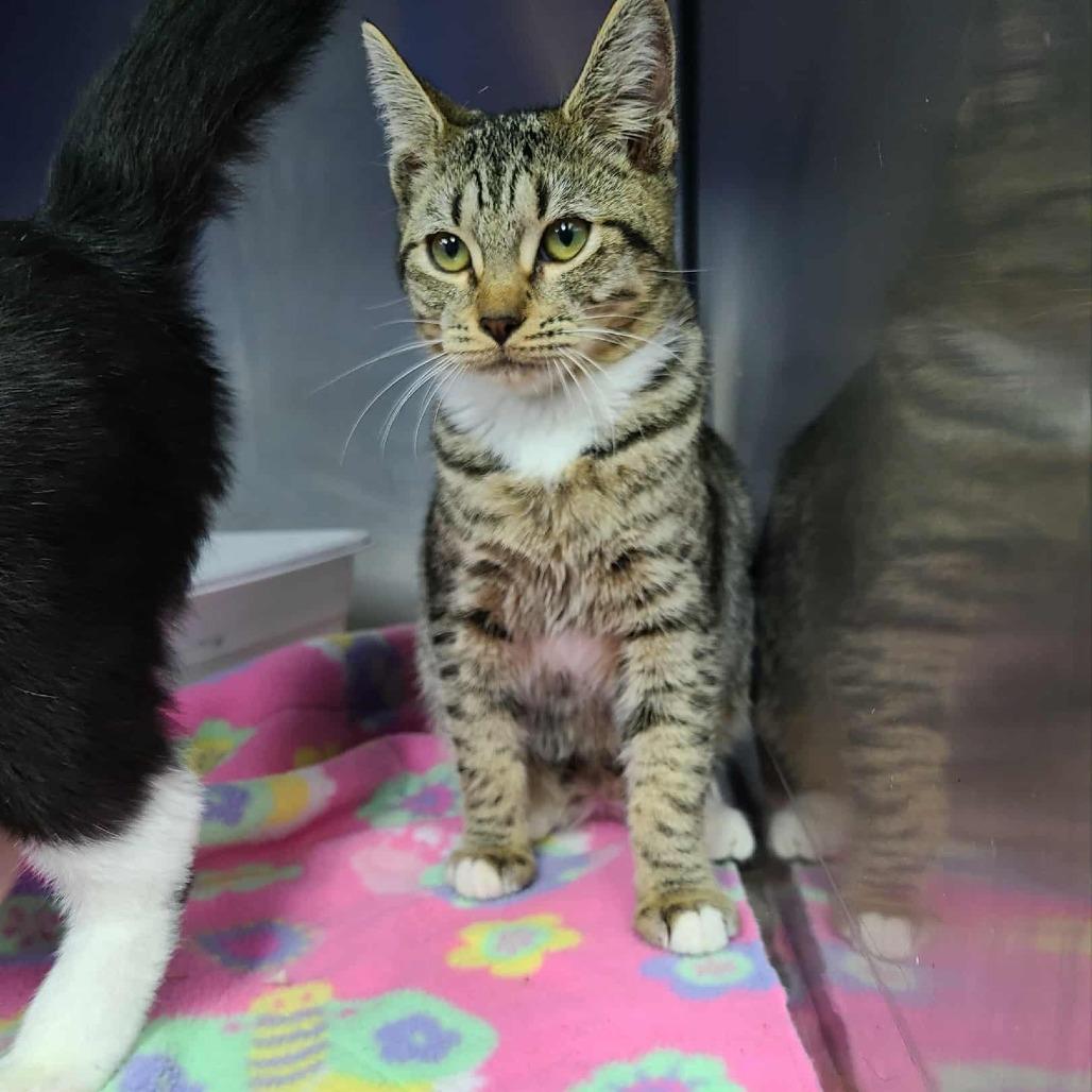 Greyson, Adoptable, Young Female Domestic Medium Hair.