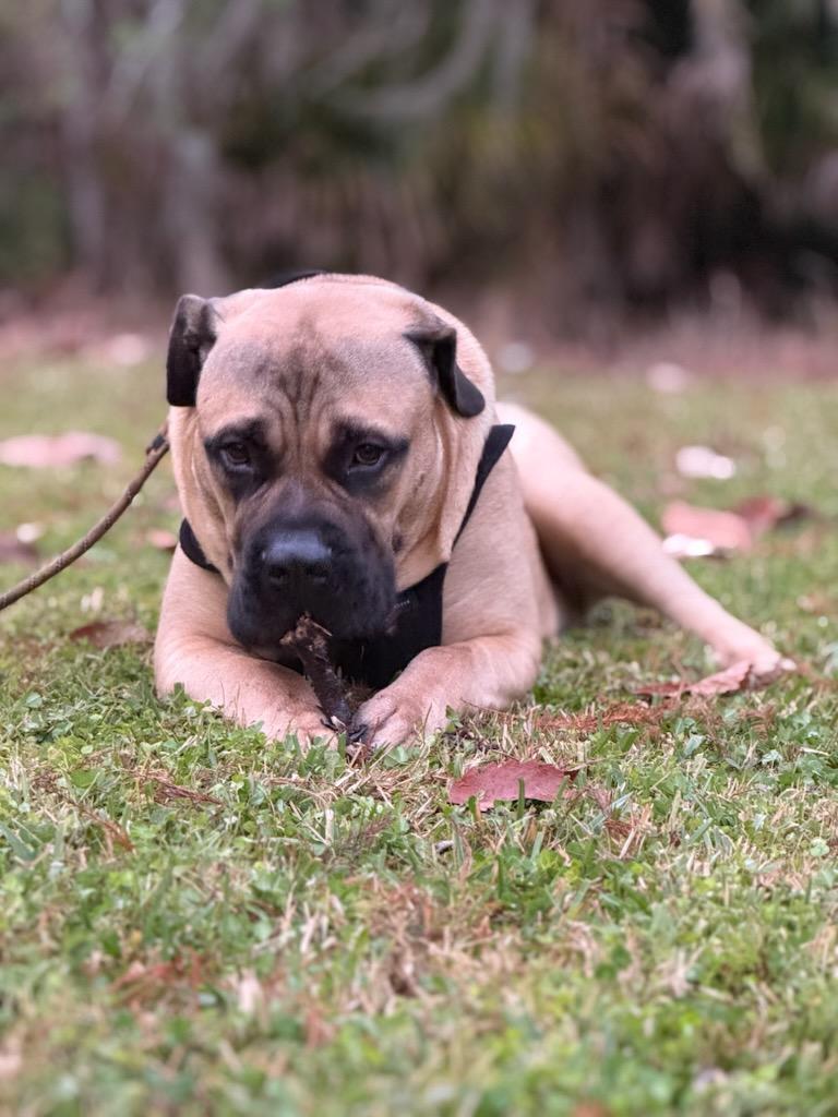 Enlarge Courtesy Listing - RIP, a ADOPTABLE Bullmastiff in Oviedo, FL image 2/3