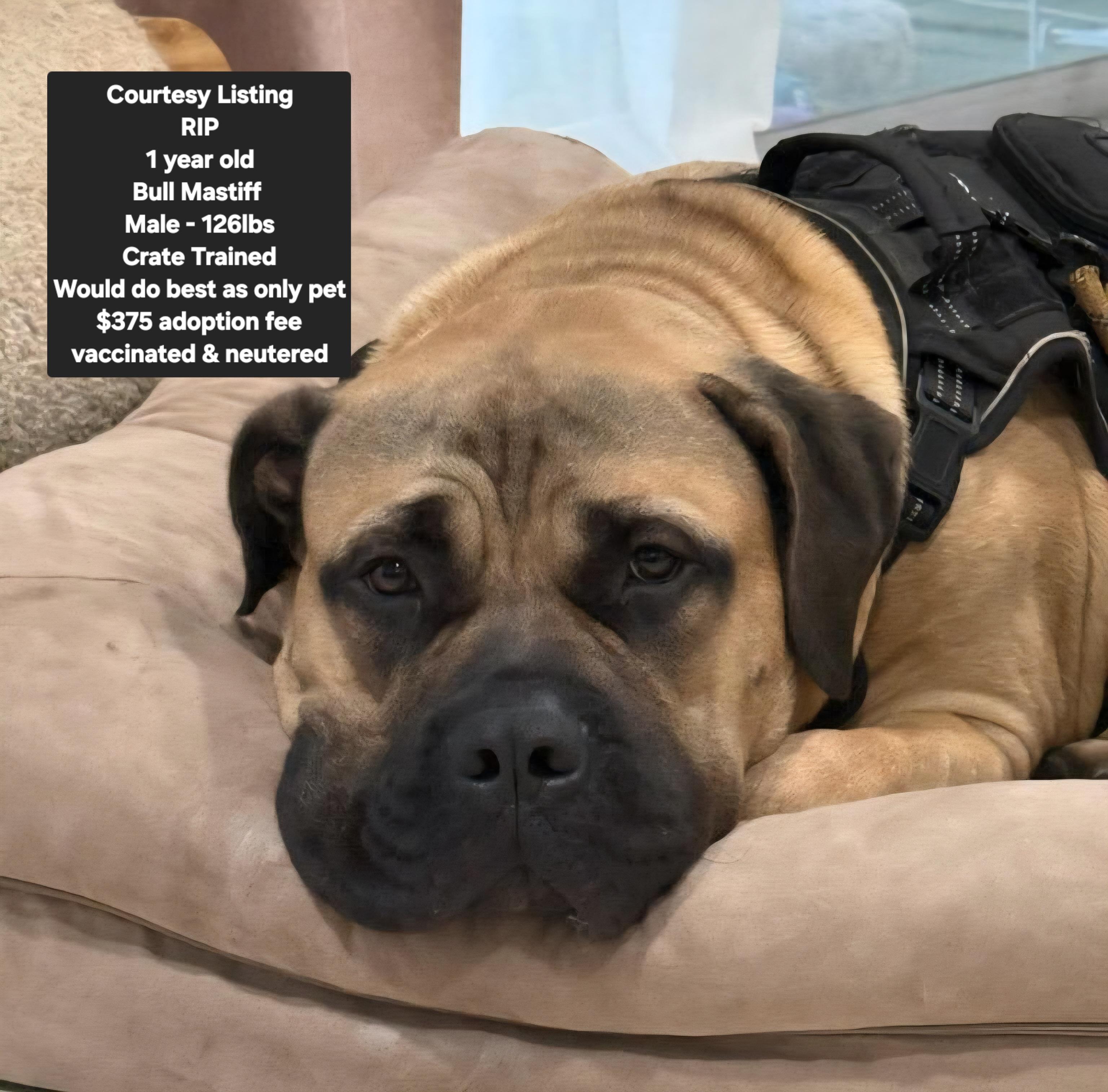 Enlarge Courtesy Listing - RIP, a ADOPTABLE Bullmastiff in Oviedo, FL image 1/3