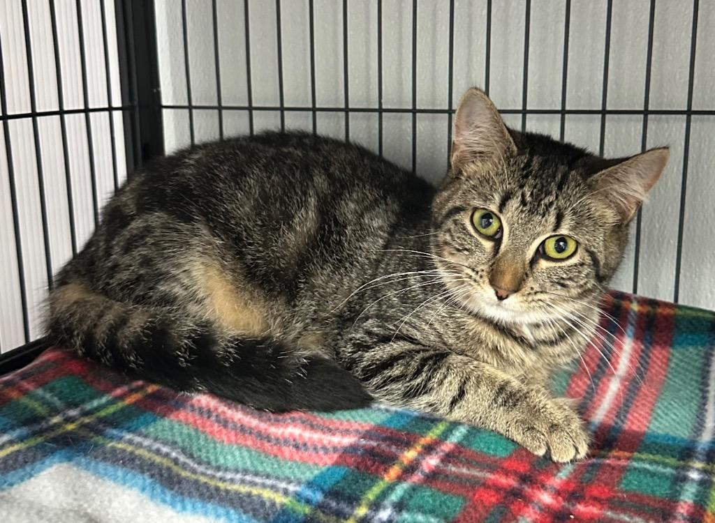 Bonnie, Adoptable, Young Female Domestic Short Hair.