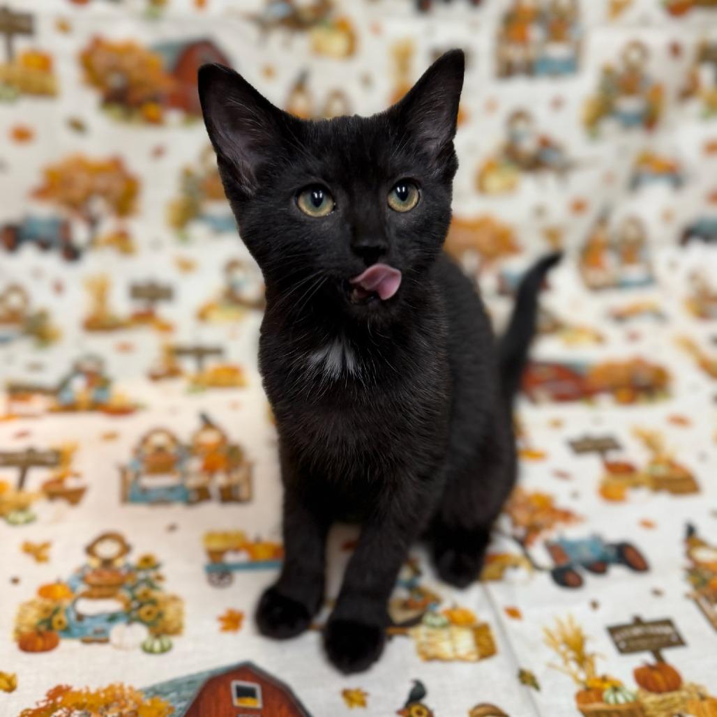 Enlarge Fork, a Adoptable Domestic Short Hair in Delaware, OH image 1/5