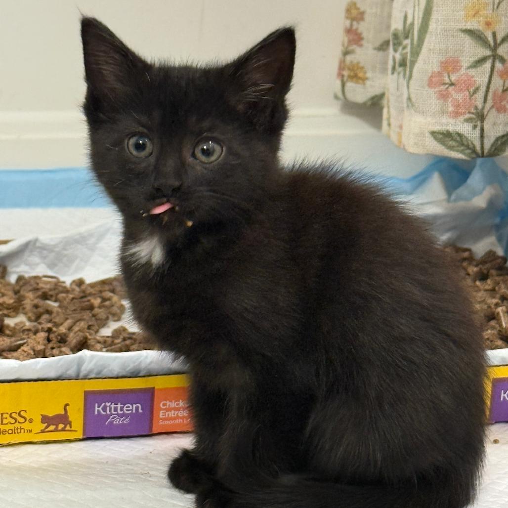 Enlarge Fork, a Adoptable Domestic Short Hair in Delaware, OH image 2/5