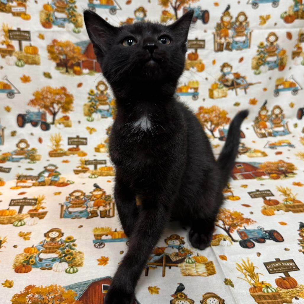 Enlarge Fork, a Adoptable Domestic Short Hair in Delaware, OH image 4/5